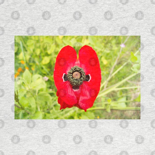 blb red poppy by pcfyi